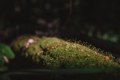 Close-up of green plant