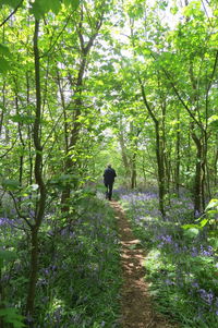 Rear view of man walking on footpath in forest