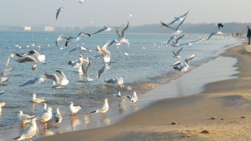Flock of birds at beach