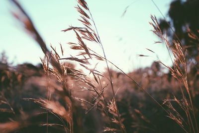 Close-up of stalks in field against sky