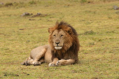 Close-up of lion lying on grass