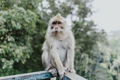 Portrait of monkey sitting on a tree