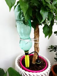 Close-up of potted plant on table