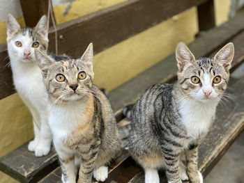 Portrait of cats sitting