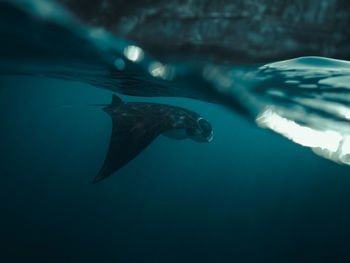 Fish swimming in sea