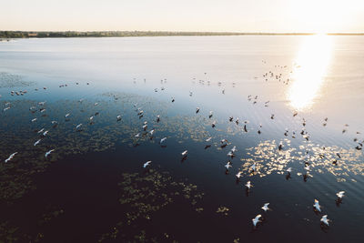 High angle view of pelicans on a lake at sunrise