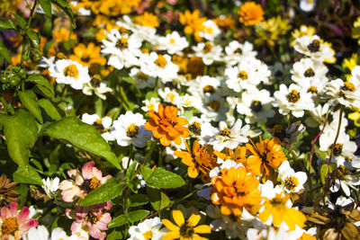 Close-up of white flowering plants