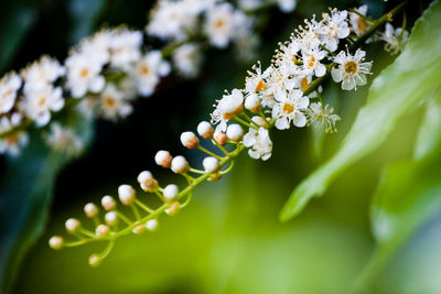 Close-up of white flowering plant