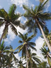 Low angle view of palm trees against sky