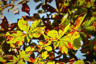 Close-up of yellow maple leaves on branch