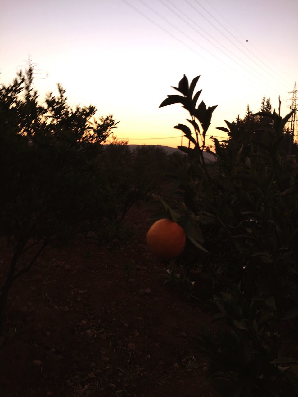 sunset, orange color, no people, silhouette, outdoors, sky, nature, beauty in nature, tree, day