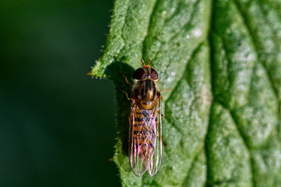 Close-up of hoverfly on leaf