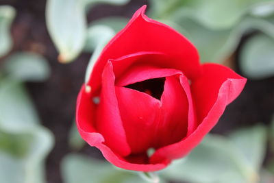 Close-up of red rose