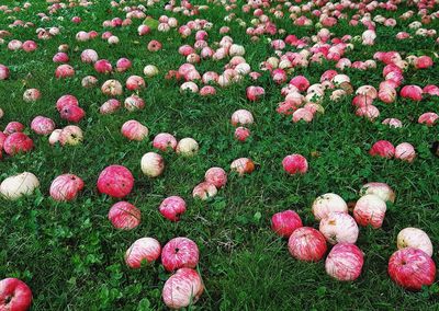 View of flowers growing in field