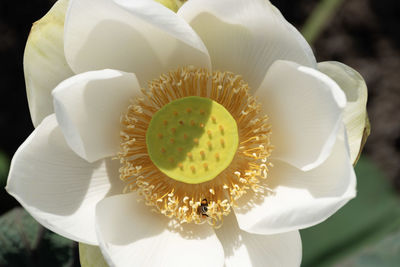 Close-up of white rose flower