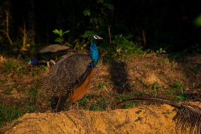 Side view of a bird on field