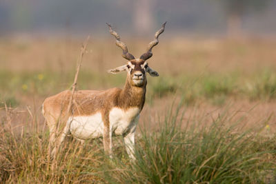 Portrait of deer standing on field