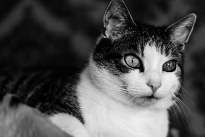 Close-up portrait of a cat