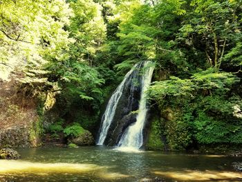 Scenic view of waterfall in forest