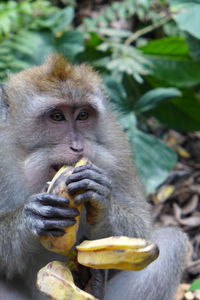 Close up view of monkey eating food