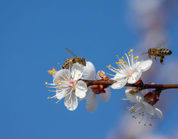 Close-up of white cherry blossoms against blue sky