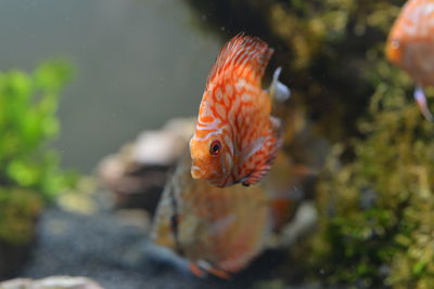 Close-up of fish swimming in sea