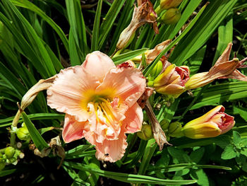 Close-up of flower