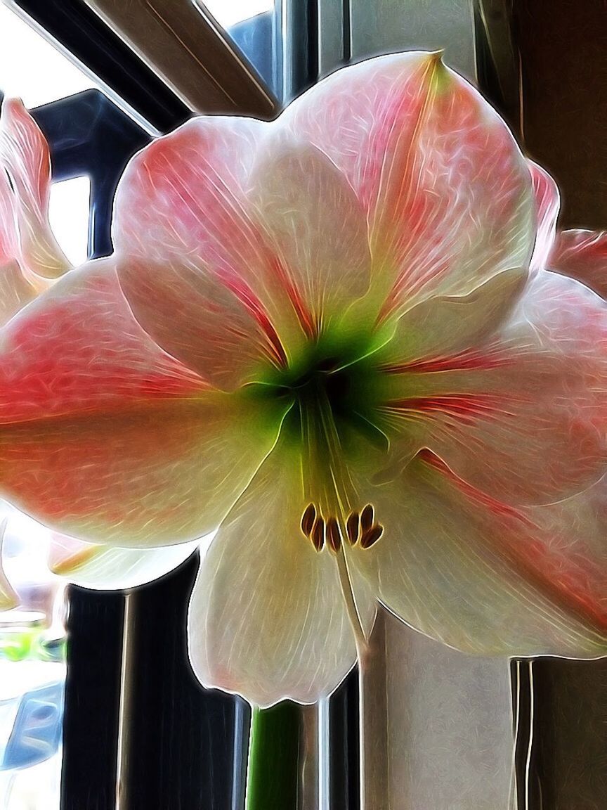 CLOSE-UP OF FLOWER ON WINDOW