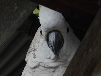 Close-up of parrot perching on floor