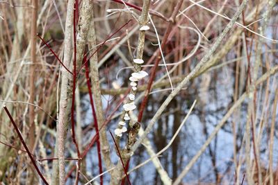 Close-up of bare tree branches during winter