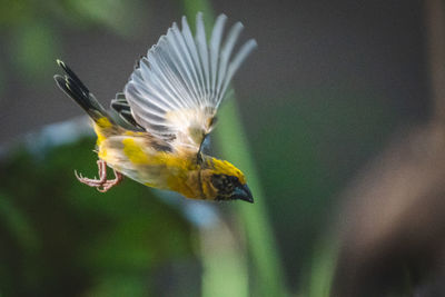 Close-up of bird flying