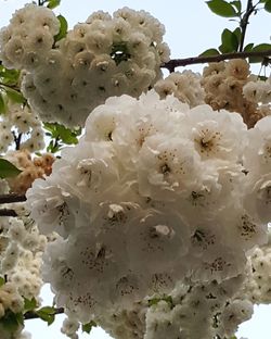 Low angle view of white flowers blooming on tree