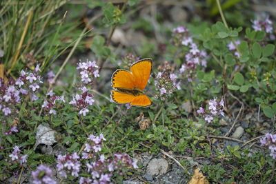 Close-up of butterfly pollinating on flower