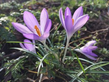 Close-up of pink crocus flowers growing on field
