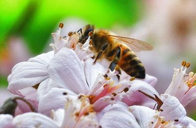 Close-up of honey bee on white flowers