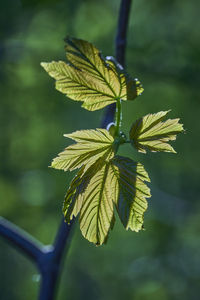 Close-up of plant leaves