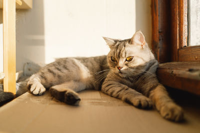 Close-up of cat lying on floor