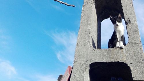 Low angle view of horse against blue sky