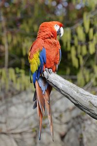 Close-up of parrot perching on tree