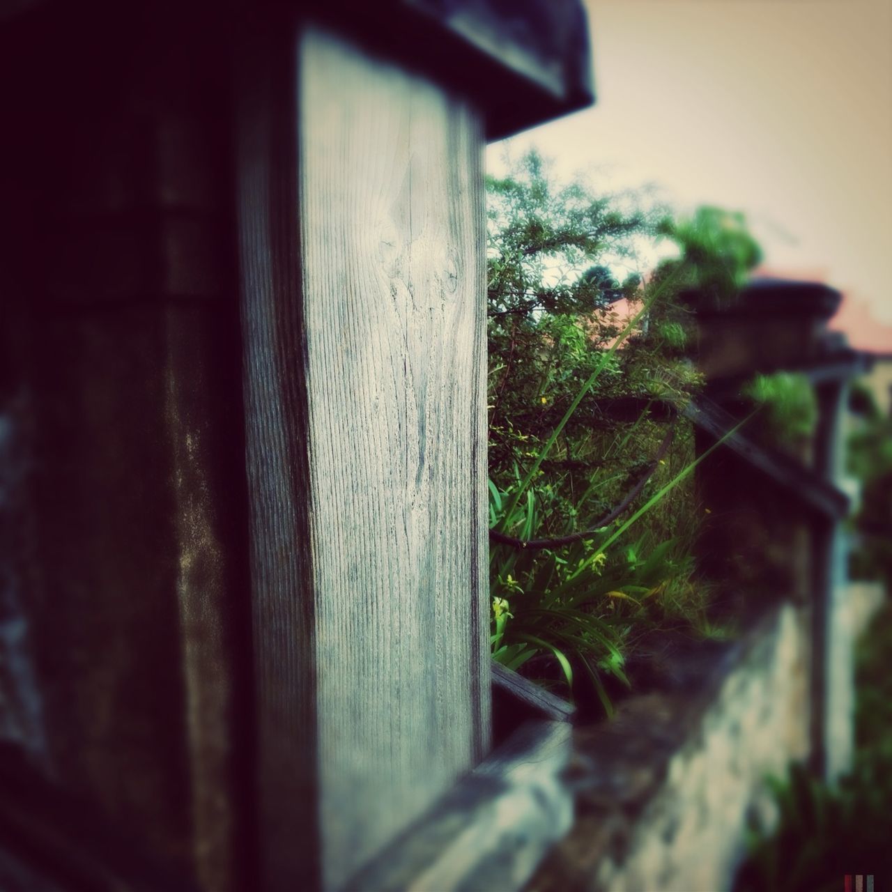 plant, selective focus, growth, focus on foreground, close-up, wood - material, built structure, green color, tree, nature, sunlight, day, fence, no people, architecture, wall - building feature, focus on background, outdoors, growing