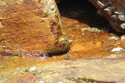 Close-up of crocodile in water