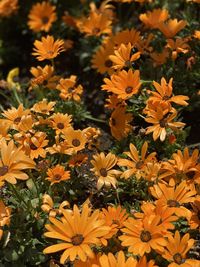 High angle view of yellow flowering plants on field