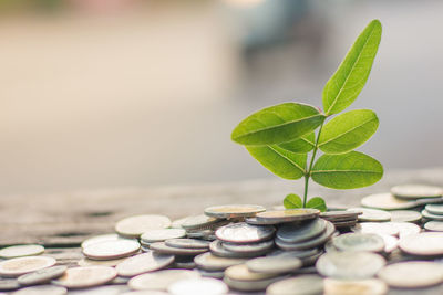 Close-up of coins on leaves