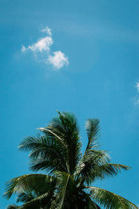 Low angle view of palm tree against blue sky