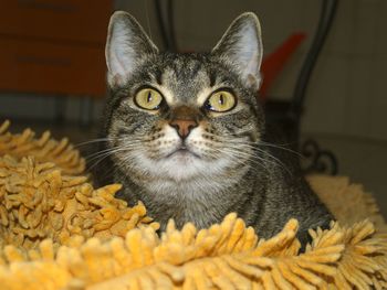 Close-up portrait of cat