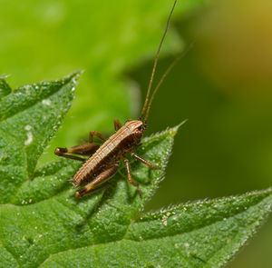 Close-up of bush cricket on leaf