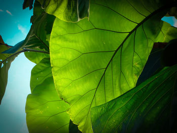 Close-up of fresh green leaves