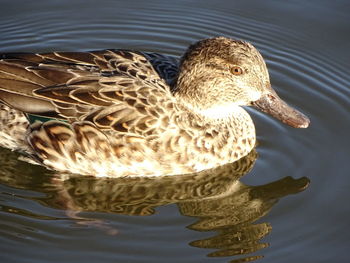 Close-up of duck swimming in lake