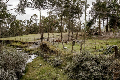 Scenic view of trees growing in forest