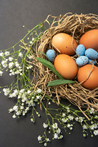 High angle view of eggs in nest